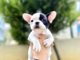 Safkan French Bulldog  Yavrularımız