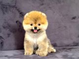 Dişi Pomeranian Boo