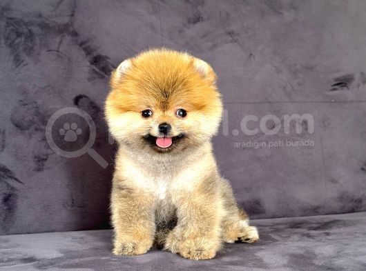 Dişi Pomeranian Boo görsel