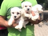 Mükkemmel maltese terrier yavrular