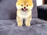 Dişi Pomeranian Boo