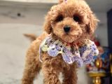 TATLI TADINDA MALTİPOO YAVRULARI