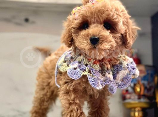 Tatli Tadinda Malti̇poo Yavrulari