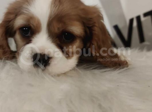 King Charles Bebeklerimiz Mevcut