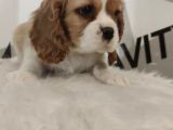 King Charles Bebeklerimiz Mevcut
