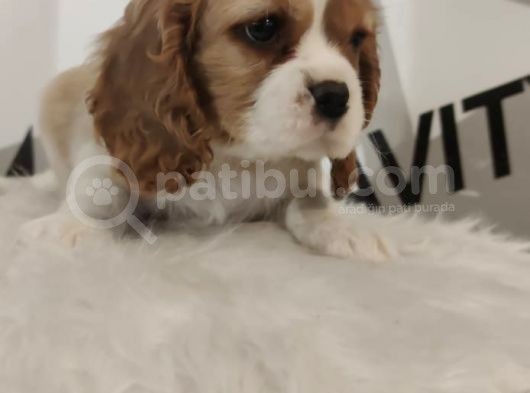 King Charles Bebeklerimiz Mevcut görsel