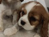King Charles Bebeklerimiz Mevcut