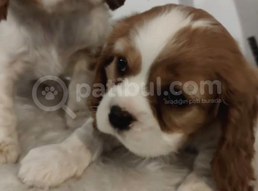 King Charles Bebeklerimiz Mevcut görsel