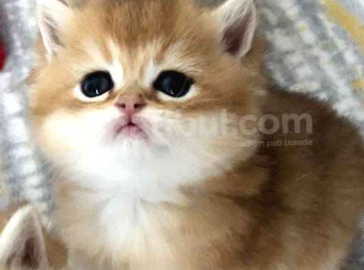 A Kalite Bri̇ti̇sh Shorthai̇r Golden  Yavrular görsel
