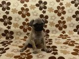 Pug Mops Yavru Denizli Ve Muğla Elden Teslim