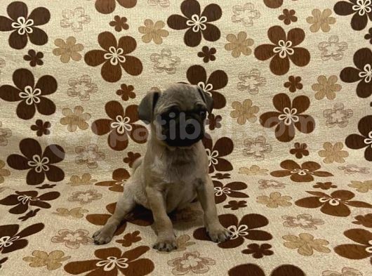 Pug Mops Yavru Denizli Ve Muğla Elden Teslim görsel