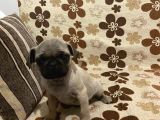Pug Mops Yavru Denizli Ve Muğla Elden Teslim