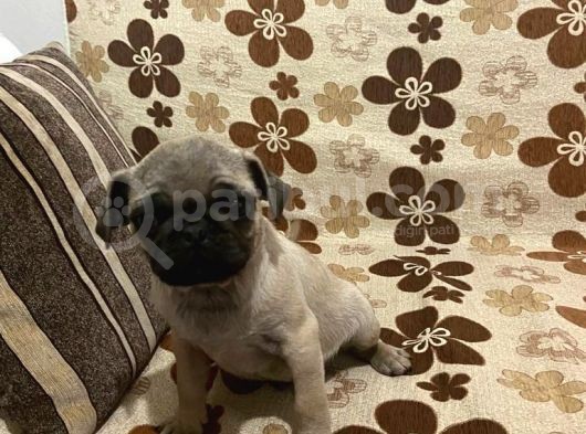 Pug Mops Yavru Denizli Ve Muğla Elden Teslim görsel