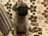 Pug Mops Yavru Denizli ve Muğla elden teslim