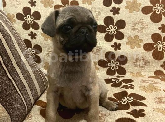 Pug Mops Yavru Denizli Ve Muğla Elden Teslim