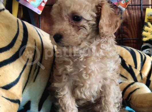 Muhteşem Toy Poodle A Secere Sevi̇mli̇li̇k Abi̇desi̇ Bebekler görsel