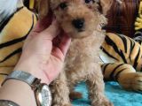 Muhteşem Toy Poodle A Secere Sevi̇mli̇li̇k Abi̇desi̇ Bebekler
