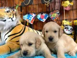 Küt Burun Golden Retri̇ever Irk Garanti̇li̇ Tesli̇m