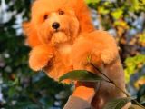 Olağanüstü tatlılıkta Poodle yavrumuz