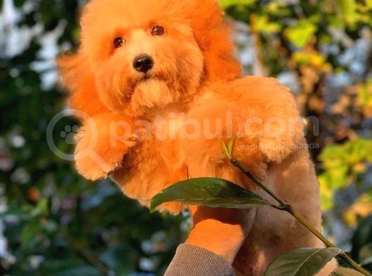 Olağanüstü Tatlılıkta Poodle Yavrumuz