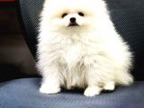 Evden, elden, safkan,uyguna Pomeranian BOO yavrumuz