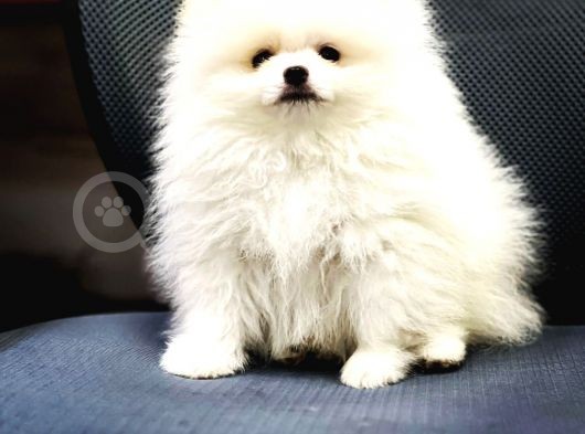 Evden, Elden, Safkan,Uyguna Pomeranian Boo Yavrumuz