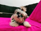 Orjinal Morkie Türkiye'De Tek