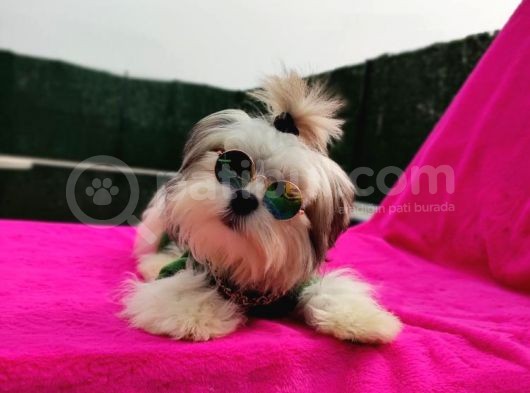 Orjinal Morkie Türkiye'De Tek görsel