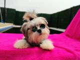 Orjinal Morkie Türkiye'De Tek