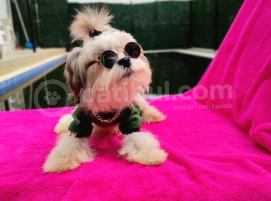 Orjinal Morkie Türkiye'De Tek görsel