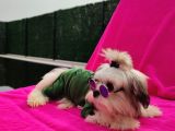 Orjinal Morkie Türkiye'de tek