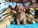 Muhteşem Toy Poodle A Secere Sevi̇mli̇li̇k Abi̇desi̇ Bebekler
