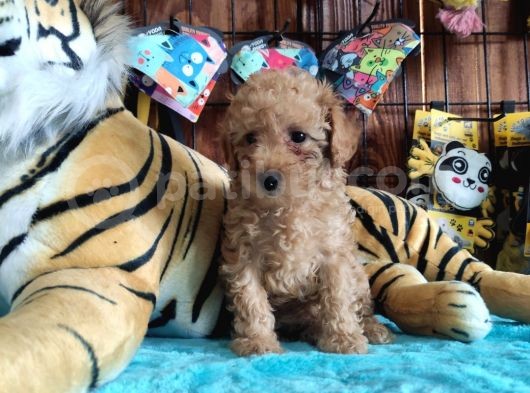 Muhteşem Toy Poodle A Secere Sevi̇mli̇li̇k Abi̇desi̇ Bebekler görsel