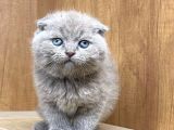Muhteşem Kelitede Scottish Fold Bebeklerimiz :)
