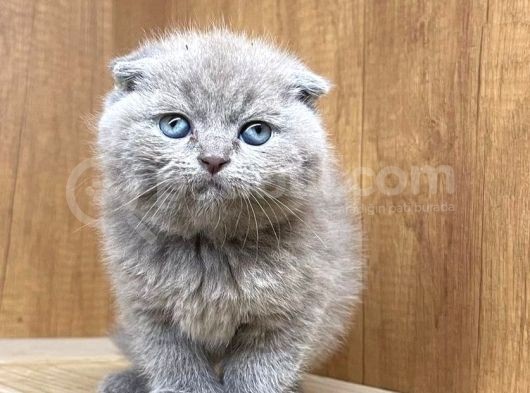 Muhteşem Kelitede Scottish Fold Bebeklerimiz :) görsel
