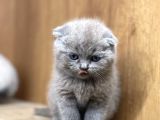 Muhteşem Kelitede Scottish Fold Bebeklerimiz :)