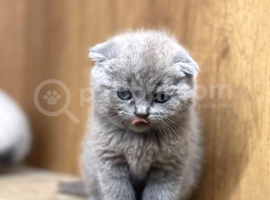 Muhteşem Kelitede Scottish Fold Bebeklerimiz :) görsel
