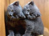 Muhteşem Kelitede Scottish Fold Bebeklerimiz :)