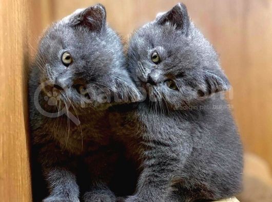 Muhteşem Kelitede Scottish Fold Bebeklerimiz :)