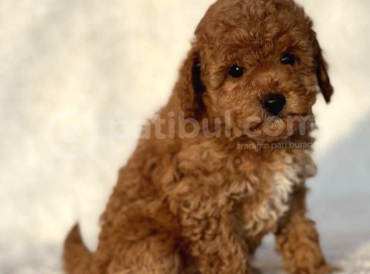 Ciftligimizden Safkan Mini Boy Poodle Bebeklerimiz görsel