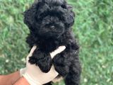 Mini Boy Ciftligimizden Maltipoo Bebekler