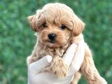 Mini Boy Ciftligimizden Maltipoo Bebekler