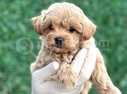 Mini Boy Ciftligimizden Maltipoo Bebekler
