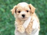 Mini Boy Ciftligimizden Maltipoo Bebekler