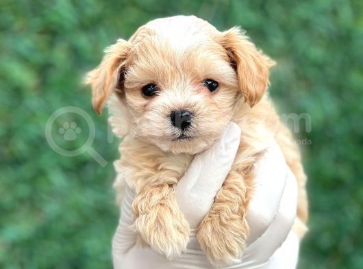 Mini Boy Ciftligimizden Maltipoo Bebekler görsel