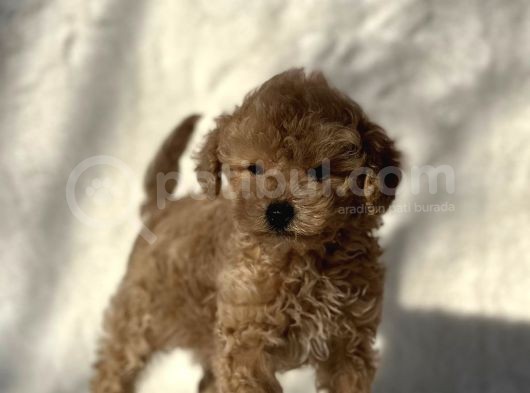 Ciftligimizden Safkan Mini Boy Poodle Bebeklerimiz görsel