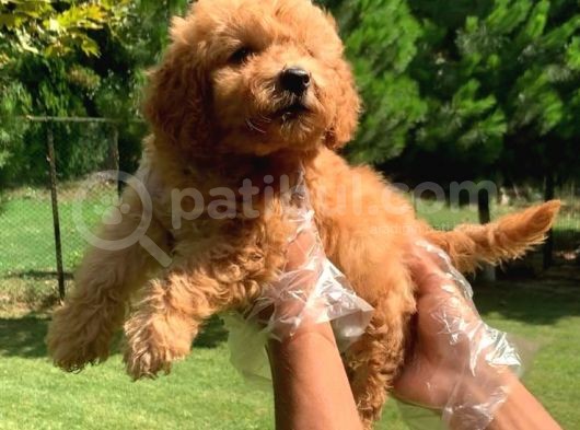 Vonalpet Garanti̇si̇yle Mükemmel Kali̇tede Poodle Yavrularimiz görsel