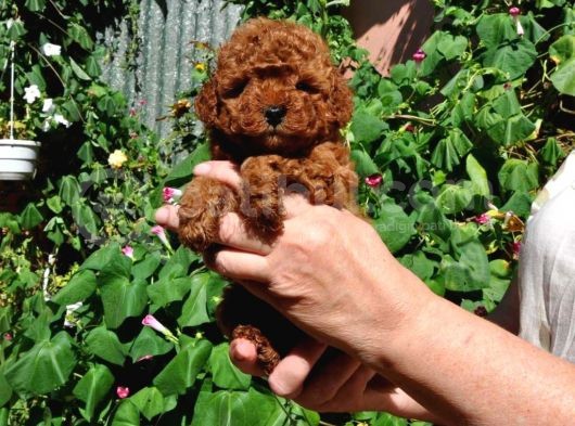Vonalpet Garanti̇si̇yle Mükemmel Kali̇tede Poodle Yavrularimiz