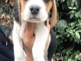 Irk Garantili Efsane Beagle Yavrularımız