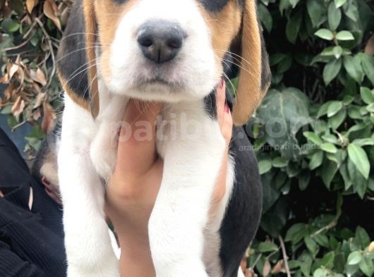Irk Garantili Efsane Beagle Yavrularımız görsel
